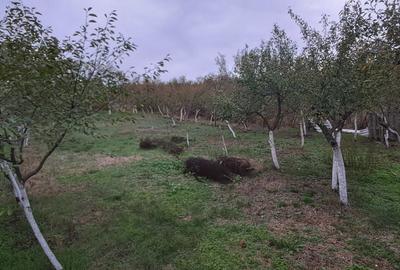 Casă cu 3 camere în Central - 4