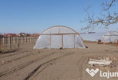 Casă cu 7 camere cu Teren 3839 Mp în Borș - 2