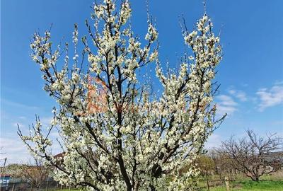 Casă cu 2 camere decomandat cu Teren 1983 Mp în Vernești - 13