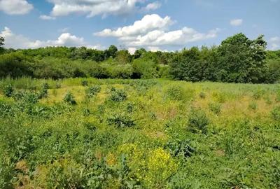 Casă cu 6 camere cu Teren 3000 Mp în Mănăștiur - 3