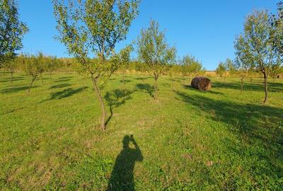 Spațiu comercial, în Aluniș - 4