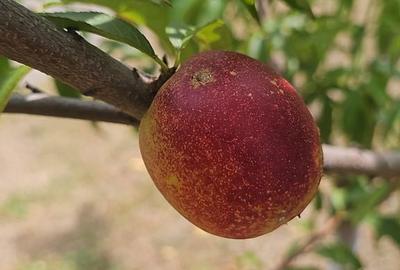 Casă cu 4 camere în Viișoara - 2