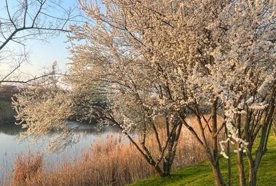 Vila 6 camere / Townhouse Avalon Estate - 37