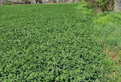 Spațiu comercial, în Cordun - 1