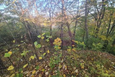 Teren agricol intravilan de 3092 mp, în Telega - 4