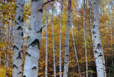 DE VANZARE Pensiune | 12 camere | Bisoca / Buzau - 21