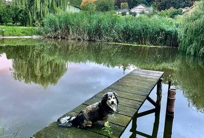 Vanzare casa vila -Dulcesti Vanzare casa vila -Dulcesti - 6