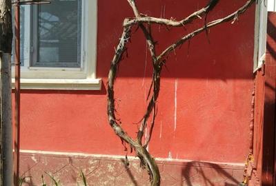 Casa la tara Ulmu Calarasi - 1