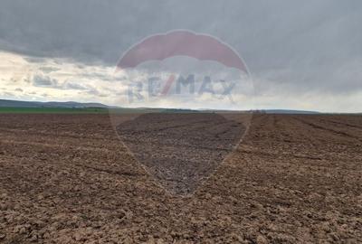 Teren 10,000mp Bacau / Strada Alexandru Safran - 3