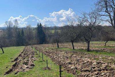 Casă cu Teren 20000 Mp în Vârfurile - 6