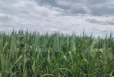 Teren extravilan, 3500mp, Radauti - 2