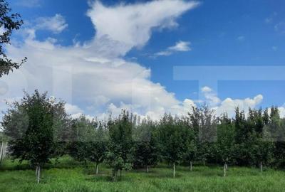 Casă cu 4 camere cu Teren 2145 Mp în Central - 4