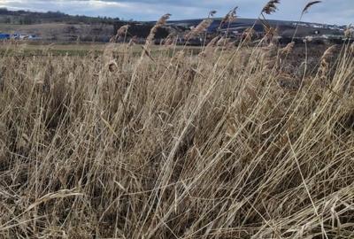 Teren agricol extravilan de 2300 mp, în Central - 1