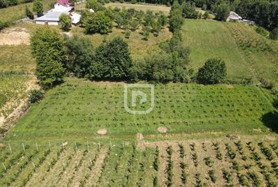 Casa la tara cu 30 ari Rasca - 15