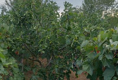 Casă cu 4 camere în Central - 3