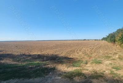 Teren de 250000 mp, în Comana - 10