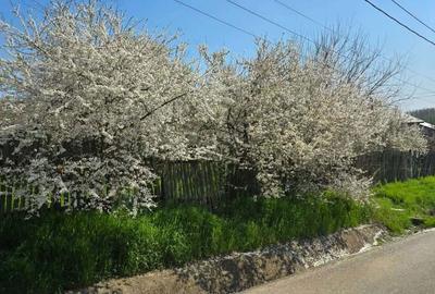 Spațiu comercial, în Borcea - 2