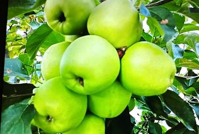 Casă cu 5 camere în Central - 2