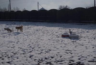 Casă în Sărulești - 2