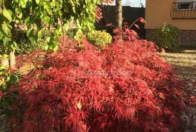 Vila 7 camere 234 mp - Clinceni / Str. Monumentul Eroilor - 10