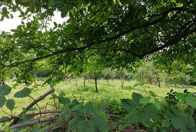 Teren în Roșu - 11