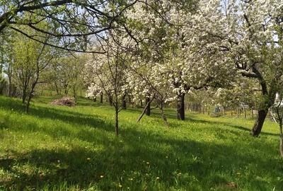 Teren de 2500 mp, în Pietriceaua - 4