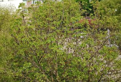 Apartament cu 3 camere decomandat în Steaua - 2