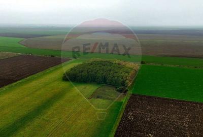 Proprietate specială, de 430,000 mp, în Adunații-Copăceni - 10