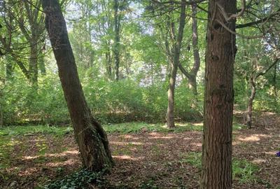 Proprietate specială, de 758 mp, în Șoimuș - 4