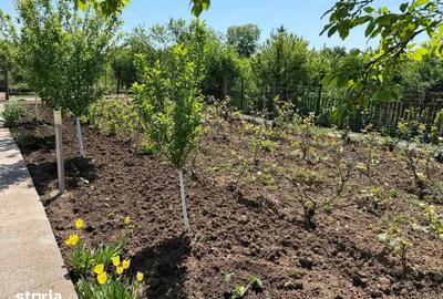 Casă cu 3 camere cu Teren 4000 Mp în Letca Nouă - 9