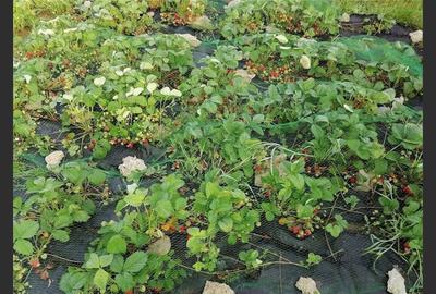 House for sale, 3 Rooms, 121 sqm, Giurgiu - 17