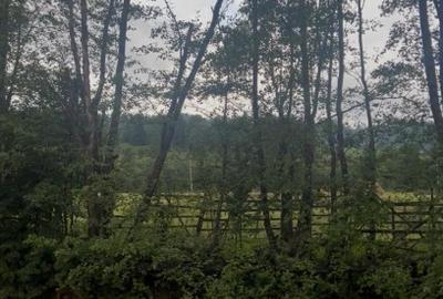 Teren intravilan 2000 mp în Neagra Șarului – zonă liniștită, superbă - 3