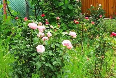 Casă cu 2 camere cu Teren 76.5 Mp în Central - 6