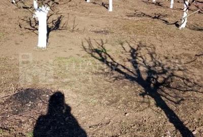 Teren de 2902 mp, în Dămienești - 13