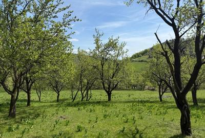 Teren Construcții intravilan de 8330 mp, în Inuri - 4