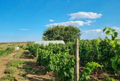 Vand proprietate - 2