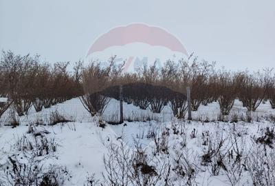 Teren intravilan Dorobanti - 1