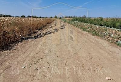 Teren agricol intravilan de 2470 mp, în Copăceni - 6