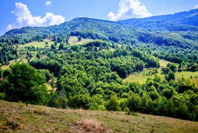 CASA TRADITIONALA, ANEXE si 46.980 mp teren partial INTRAVILAN BULZ - BIHOR - 35