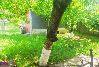 Casa zona dealuri - 8