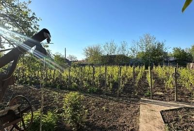 Casă individuală cu 3 camere cu Teren 1167 Mp în Băneasa - 5