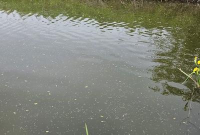 Teren de 5880 mp, în Snagov