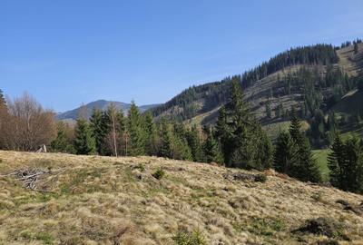 Spațiu comercial, în Pojorâta - 5