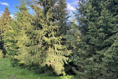 Teren intravilan de 3400 mp, în Muntele Băișorii - 8