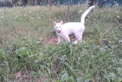 Teren de 572 mp, în Băicoi - 3