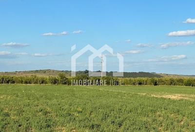 Teren INT construcție duplex / case cuplate 1503 mp - Jucu de Sus - 2