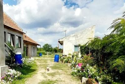 Casă în Bodrogu Nou - 7