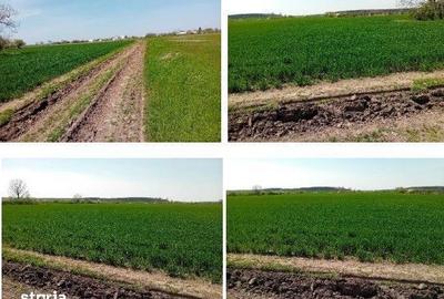 Teren de 3600 mp, în Dascălu - 4