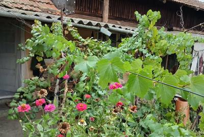 Vand casa batraneasca - 3