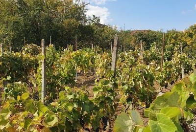 Teren Oradea 3.152 mp front 22.5 m str Fagetului - 5